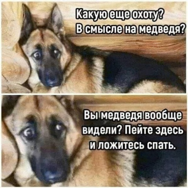 Овчарка Мем