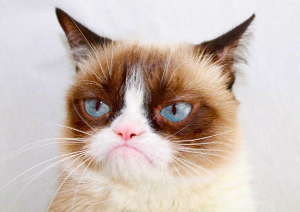 Угрюмый кот