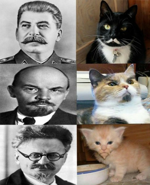 Коты похожие на Гитлера