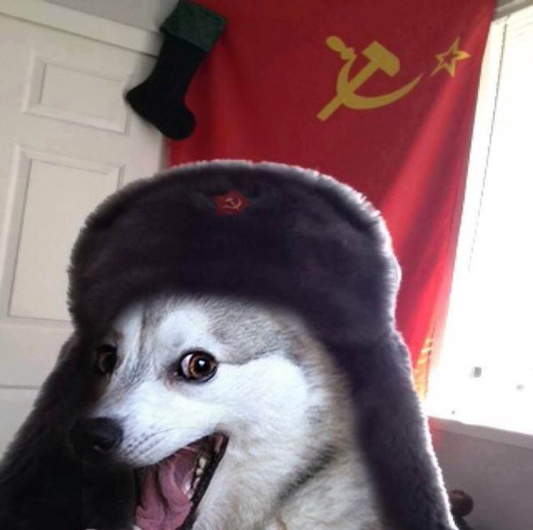 Животные в шапке ушанке