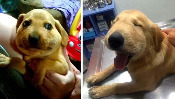 Ужалила Оса лабрадора