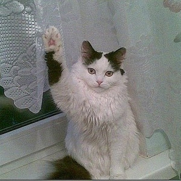 Кот кидает зигу