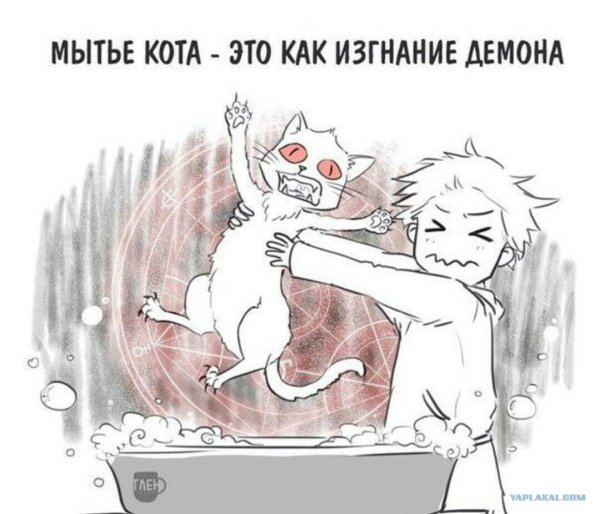Мытье кота