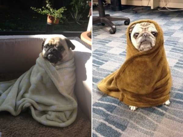 Мопс в одеяле