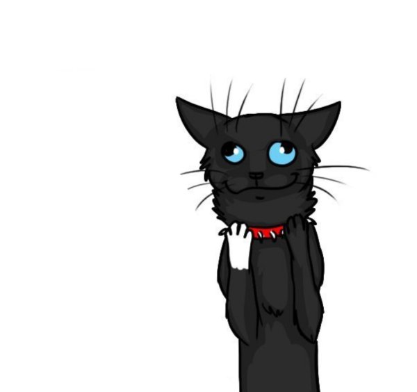 Коты Воители приколы