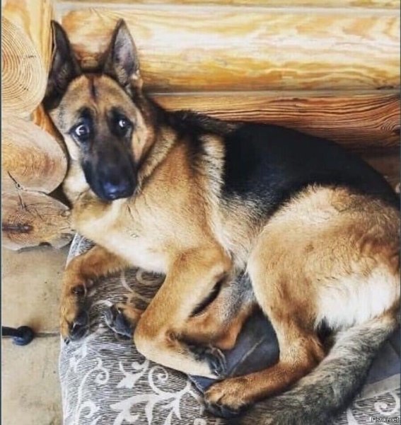 Немецкая овчарка Мем