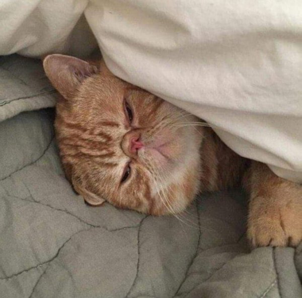 Котик проснулся