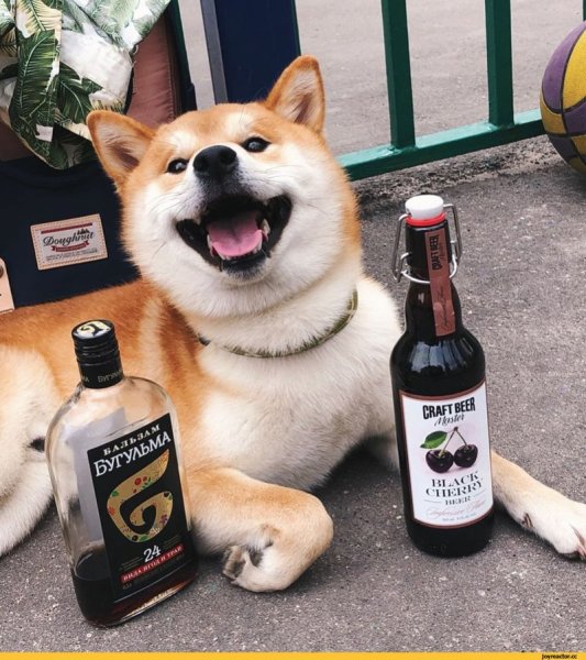 Пиво для собак