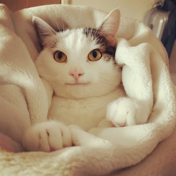 Кот улыбается