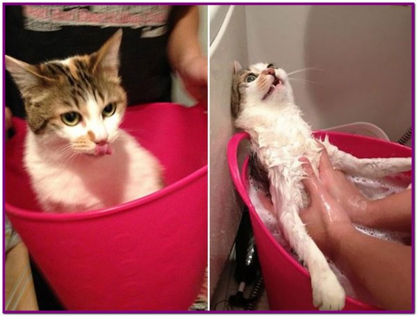 Смешные мокрые коты