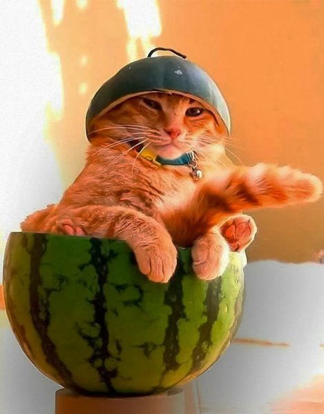 Кот с арбузом на голове