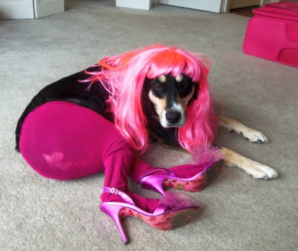 Накрашенная собачка