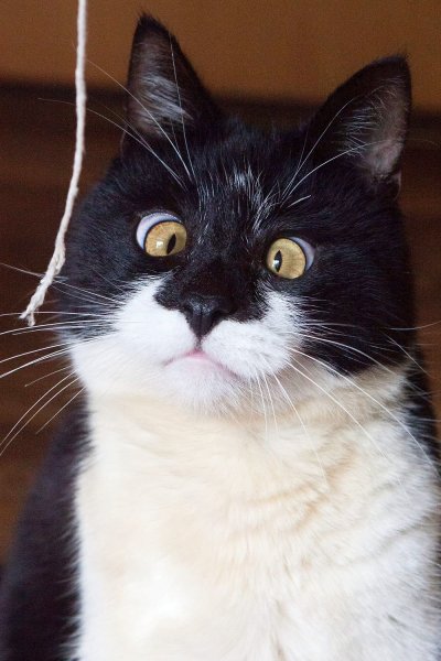 Кот Спанглс порода