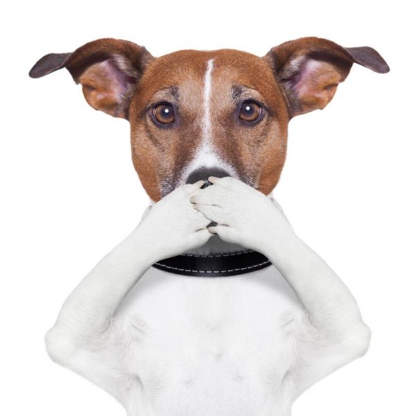 Удивленные собаки