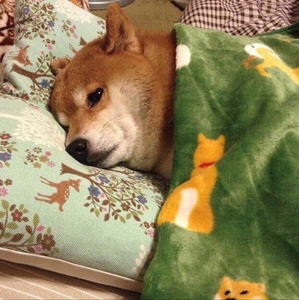 Грустная Шиба ину