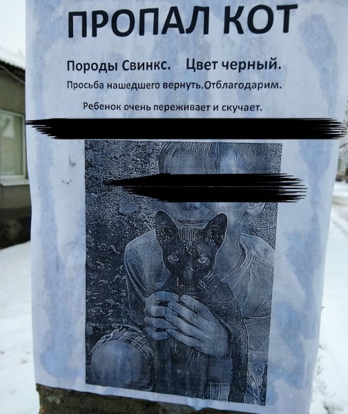 Пропал кот