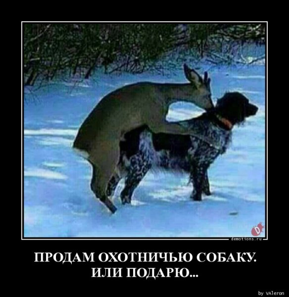 Собака на охоте прикол