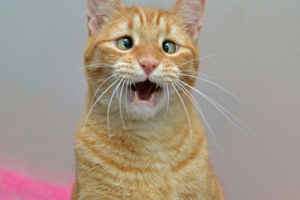 Косоглазый кот Джарвис