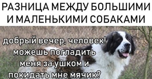 Приколы про маленьких собак