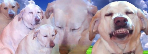 Мем собака нюхает собаку