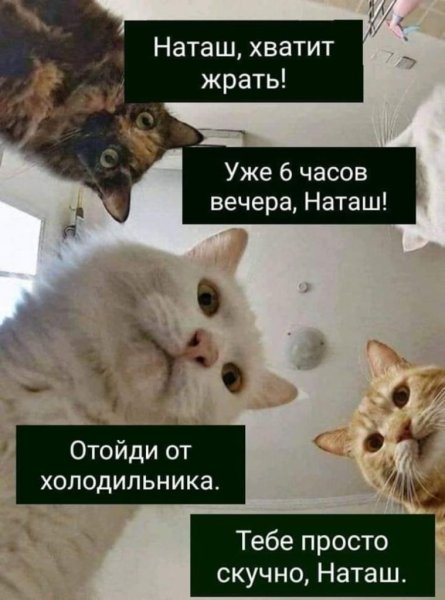 Наташа и котики мемы