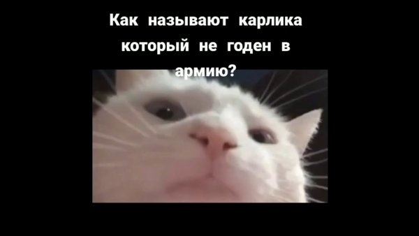 Белый кот качает головой