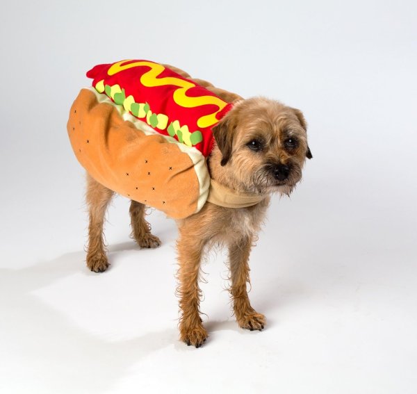 Хот дог собака