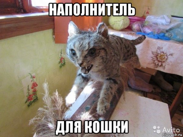 Чучело из кошки