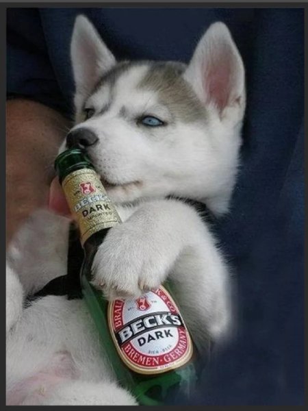 Собака с пивом
