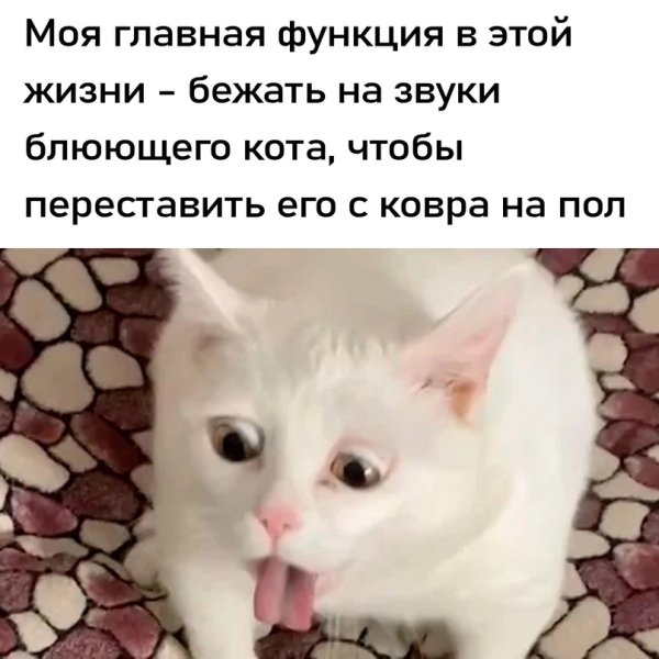 Кот рыгающий