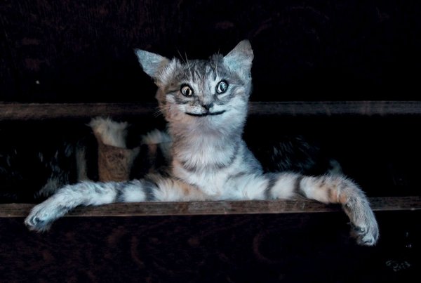 Упоротые коты