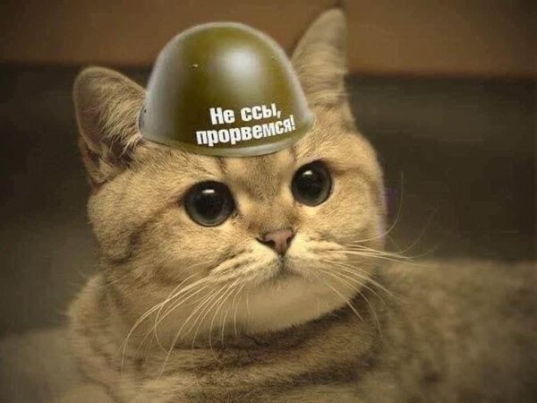 Кот в каске