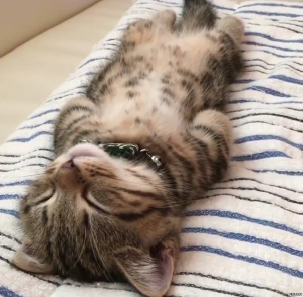 Котенок проснулся