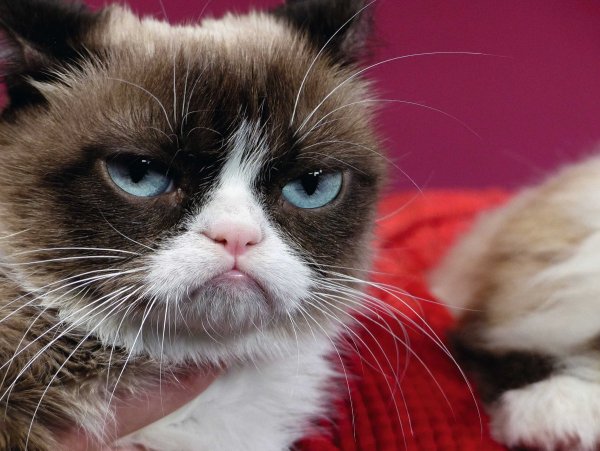 Грампи Кэт порода