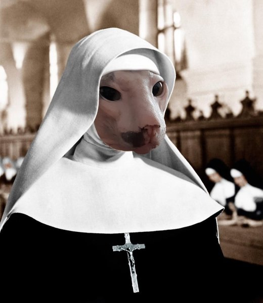 Кошка монашка