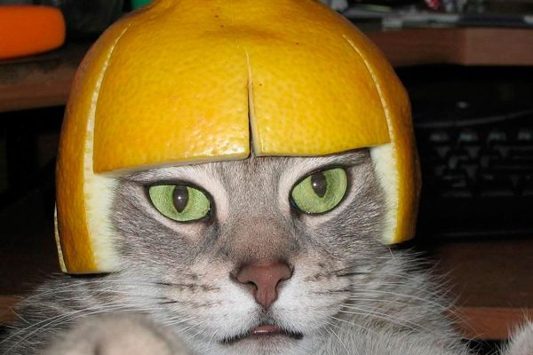 Кот в каске из арбуза