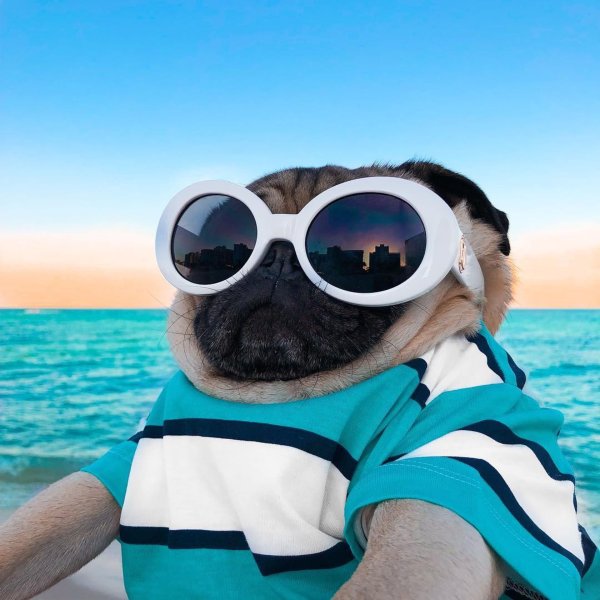 Крутые животные в очках