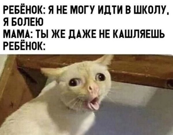 Мемы с котами которые блюют