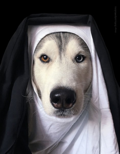 Хаски монашка