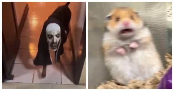 Монашка с псом