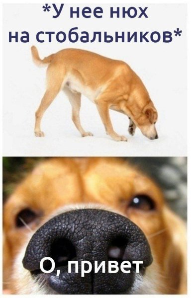 Собака принюхивается