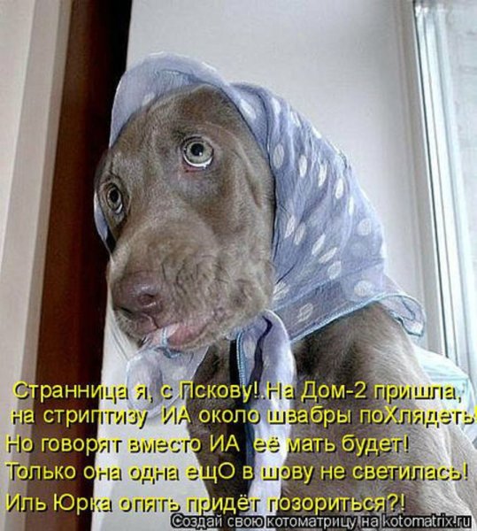 Собака в платочке