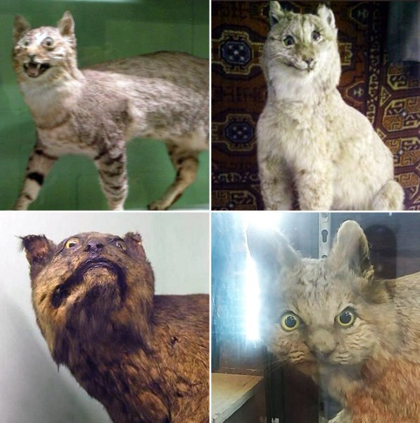 Неудачные чучела животных