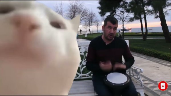 Кот качает головой