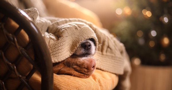 Собака под одеялом