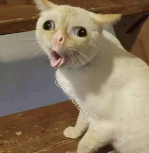 Кот с языком в трубочку