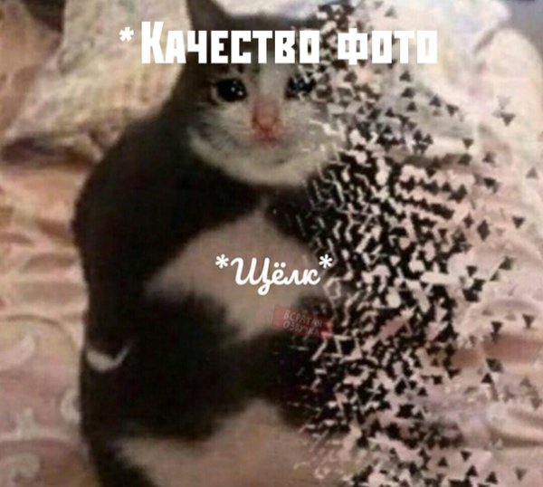 Кот распадается