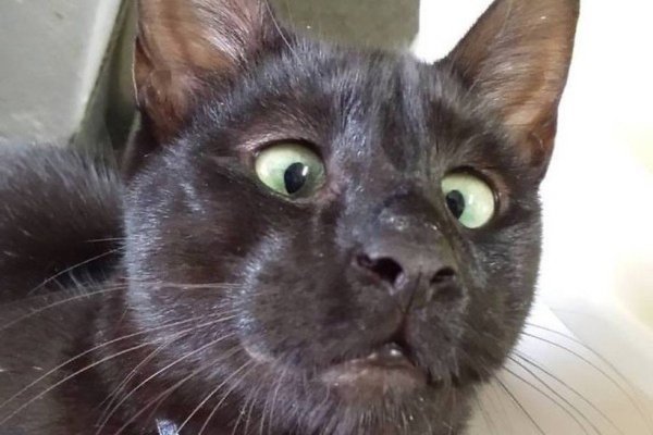 Косоглазый котик