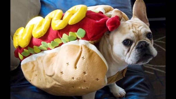 Хот доги от бульдога