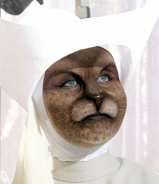 Кошка доктор